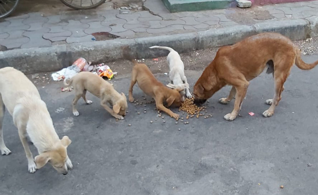 Safety Rules for Animal Welfare - Blue Cross of Hyderabad