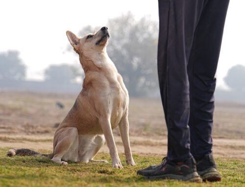 Feeding Re-defined: Creating Trust between Dogs & Feeders